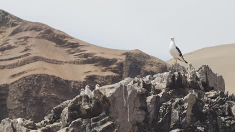 padre de gaviota cuidando
