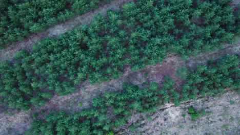 renewing forest by planting new spruce siblings, top down aerial view