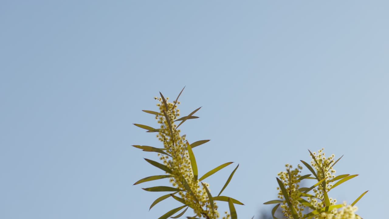 Close-up of vibrant golden wattle blossoms against a bright blue sky, symbolizing Australia’s native flora