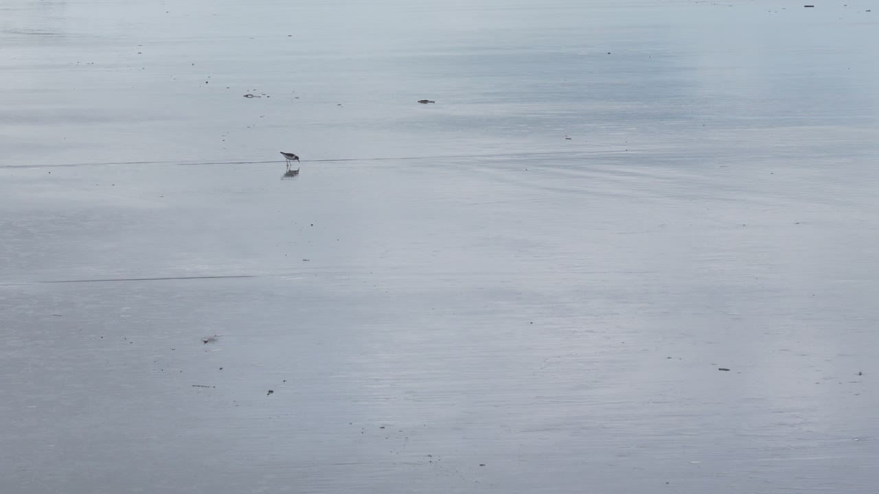 Small wild bird over sandy beach glossy surface high tide Pacific Ocean coast