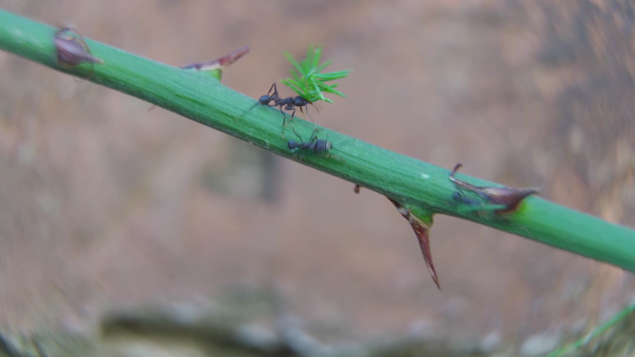 Ants come and go over an Asparagus plant stem.