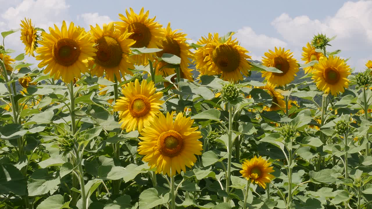 활짝 핀 해바라기 밭. 기름을 함유한 작물