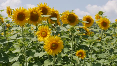 campos de girasoles en flor. cultivo oleaginoso