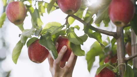 hand picking apples from a tree