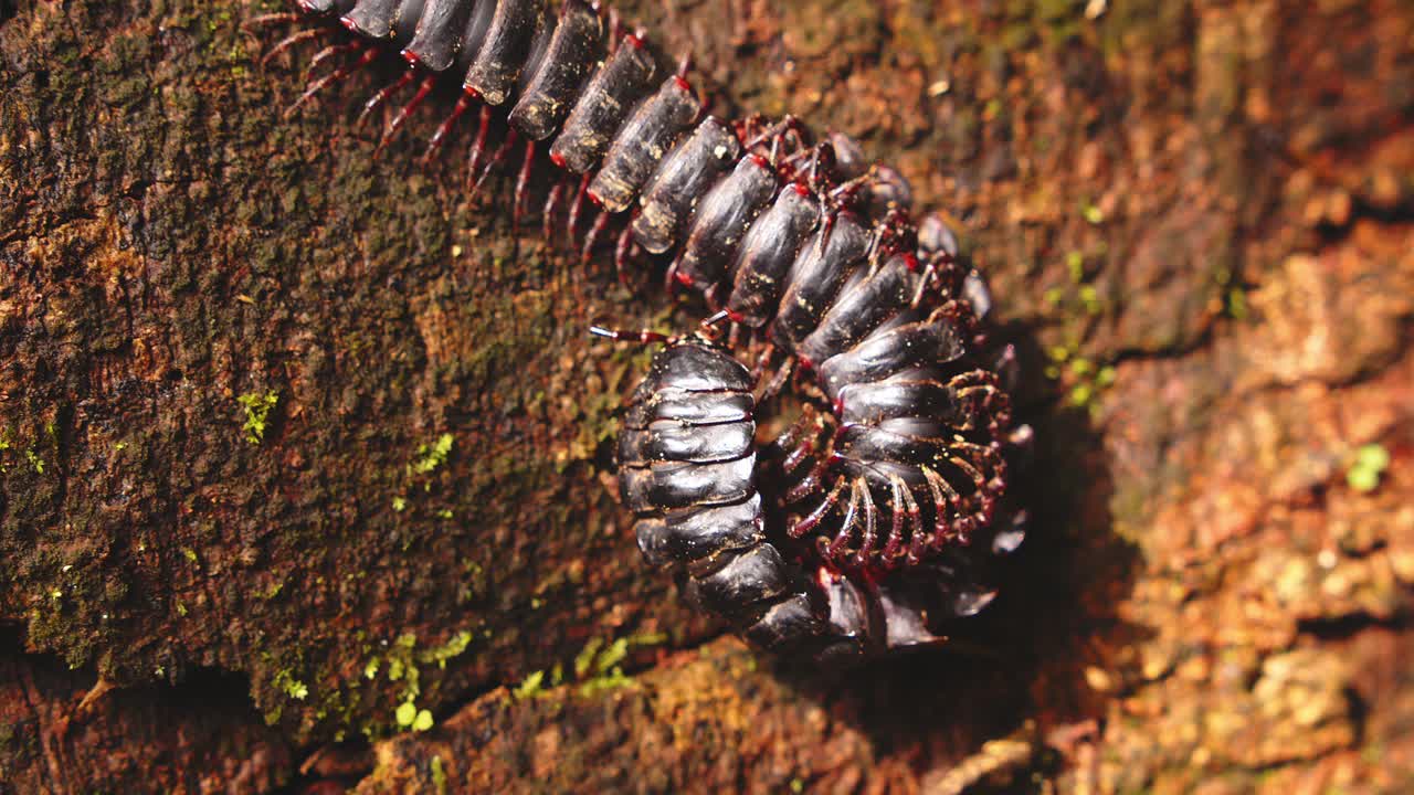 Mating millipedes twist together on a log deep in the humid undergrowth of Peru’s Amazon.