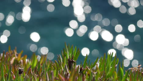 Fondo-Azul-Abstracto-Con-Bokeh-Agua-De-Mar-Mediterráneo-Reflejo-Verde