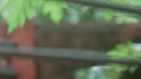 close-up view of an iron gate latch mechanism in a garden setting with greenery in the background