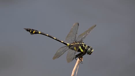 the common flangetail dragonfly is commonly seen in thailand and asia