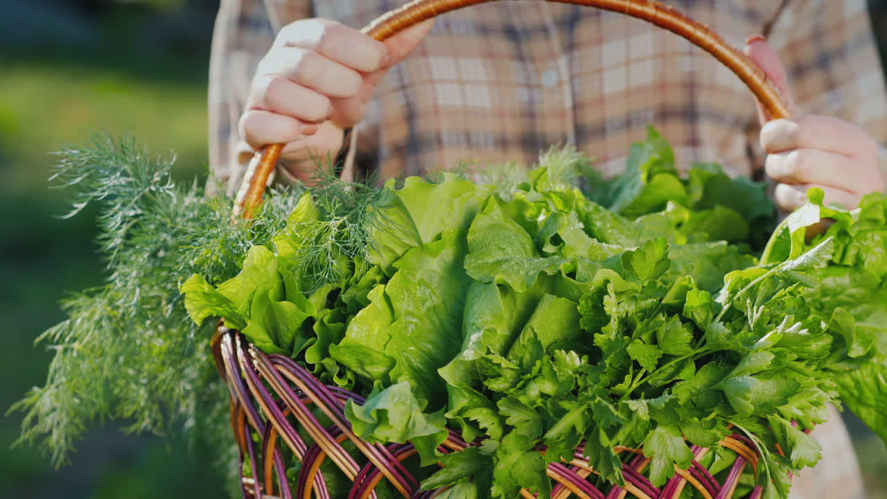 녹색 신선한 샐러드 바구니와 여자의 손