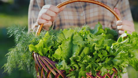 woman's hands with a basket of green fresh salad