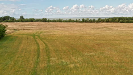 flying over a field of wheat and grass