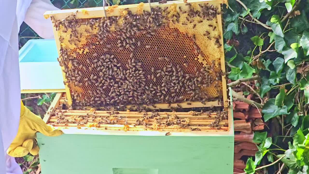 Beekeeper lifts a frame full of bees from the hive while using smoke to calm them