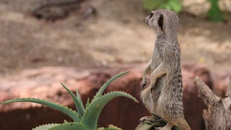 meerkat standing alert among desert flora