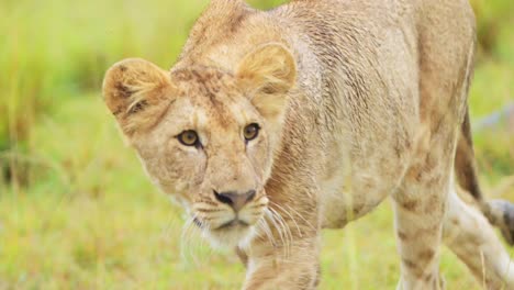 hermosa leona acostada tranquila y pacíficamente en la pradera de hierba vigilando la sabana de la sabana, vida silvestre africana en la reserva nacional de maasai mara, kenia, áfrica animales de safari en masai