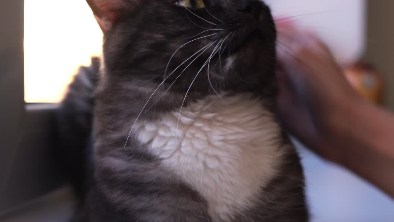 회색과 색의 고양이를 키우는 여자