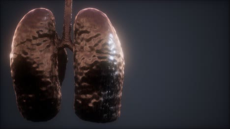 animación médicamente precisa del pulmón humano en bucle 3d