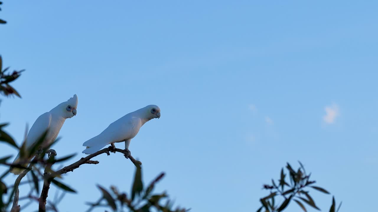 Two cockatoos sit on a branch with a clear blue sky backdrop, displaying calm and natural behavior