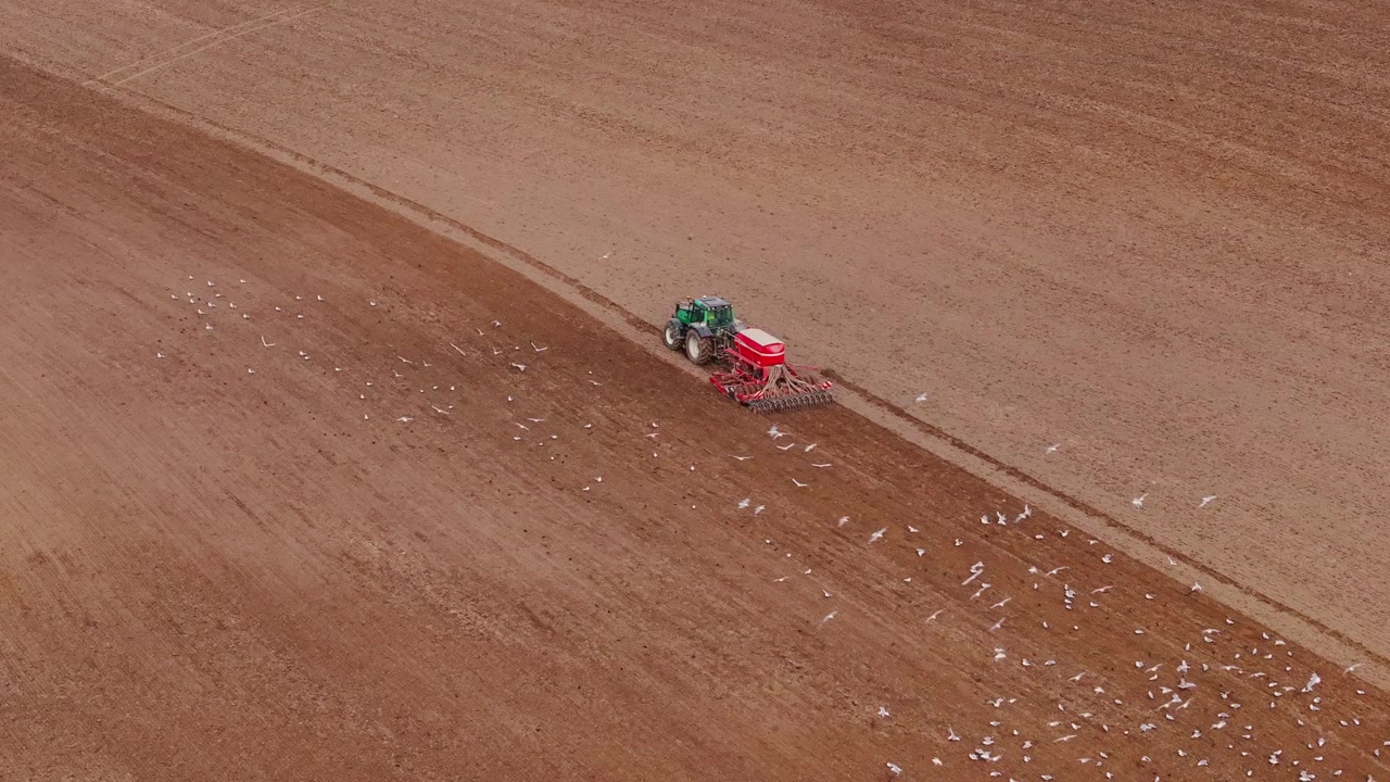 Uccelli seguono il trattore agricolo - Vista aerea di uccelli che si nutrono su un campo coltivato
