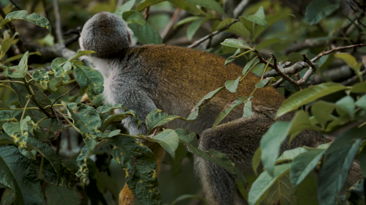 toma estática de mono ardilla costa rica caminando sobre un árbol