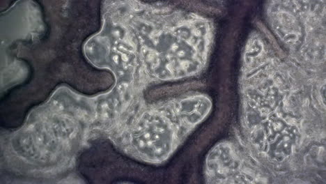 microscopic phase contrast view of the slime mold physarum polycephalum showing cytoplasmic streaming