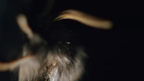 dark miller moth extreme closeup macro of head with antennae