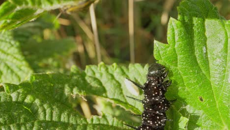 caterpillar vertical on leaf, head tilted slightly downward while feeding