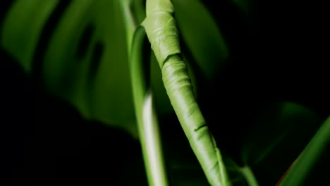 una nueva hoja de hoja de monstera todavía en estado plegado