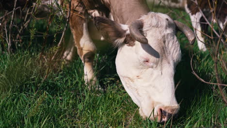 close up of cow grazing at the field. attractive cow looking into camera.