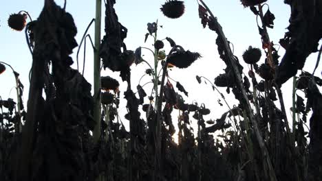 dried tobacco leaves harvested stalks piled in agricultural field dried tobacco leaves harvested stalks piled in agricultural field