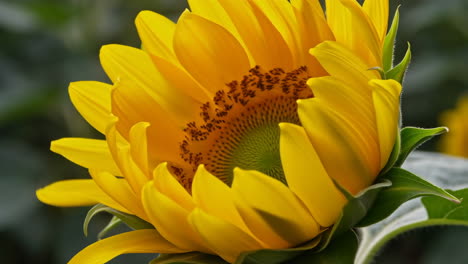 sunflower bud opening progression