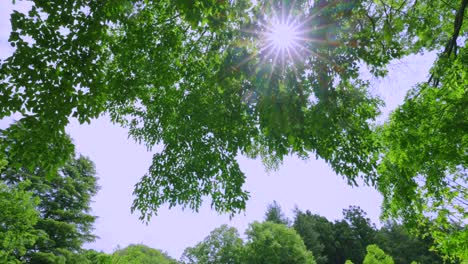 spring plants with bright green