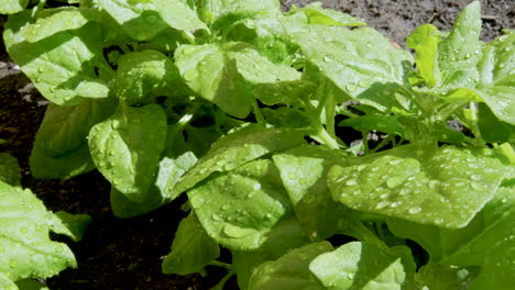 Organic-home-garden-under-the-sun