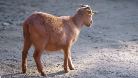 Cute-red-goat-in-captivity-chilling-in-the-golden-hour-sundlight-and-dried-eating-grass