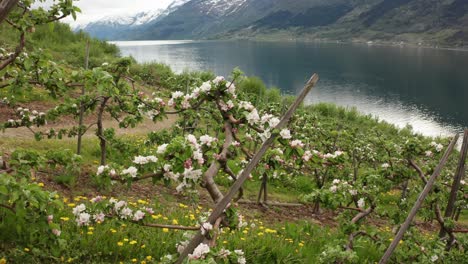 사과 나무 재배 꽃의 계절 hardanger ullensvang 노르웨이