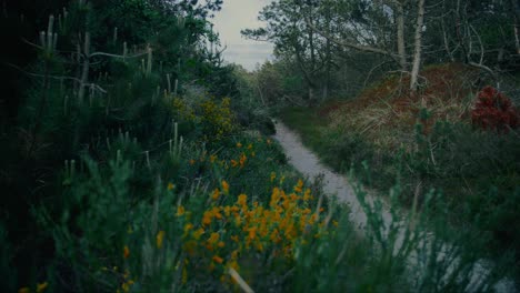 Flowery-plants-at-Jutland-countryside-forest-Baltic