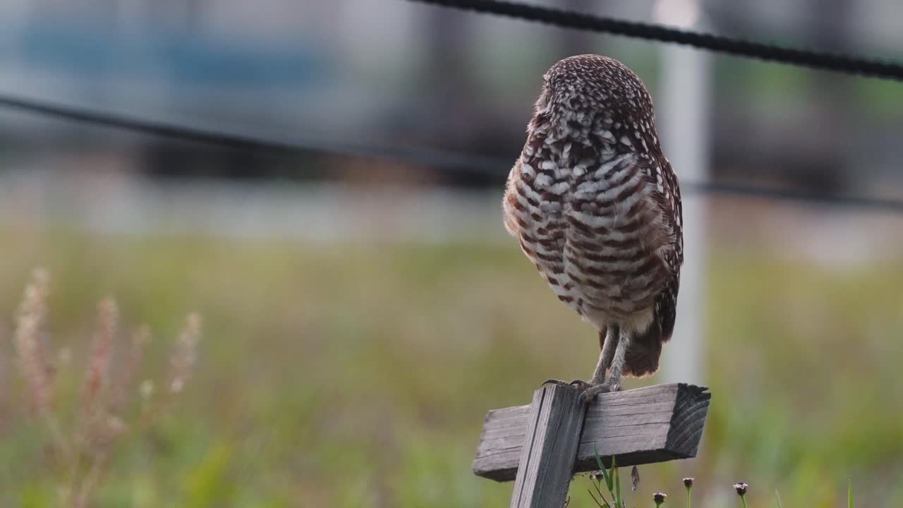 Burrowing Owl perched on wooden post, turning its head in alert behavior. Filmed in Marco Island, Florida, slow motion 4K 30p.