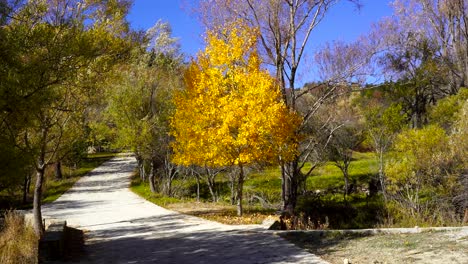 Autumn-colors-on-park-with-yellow-and-brown-tree-leaves,-beautiful-foliage