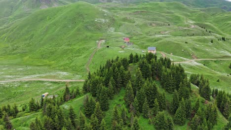 flying above small coniferous woodland in highland countryside