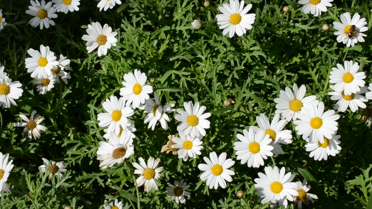 Fiori, letto, api
