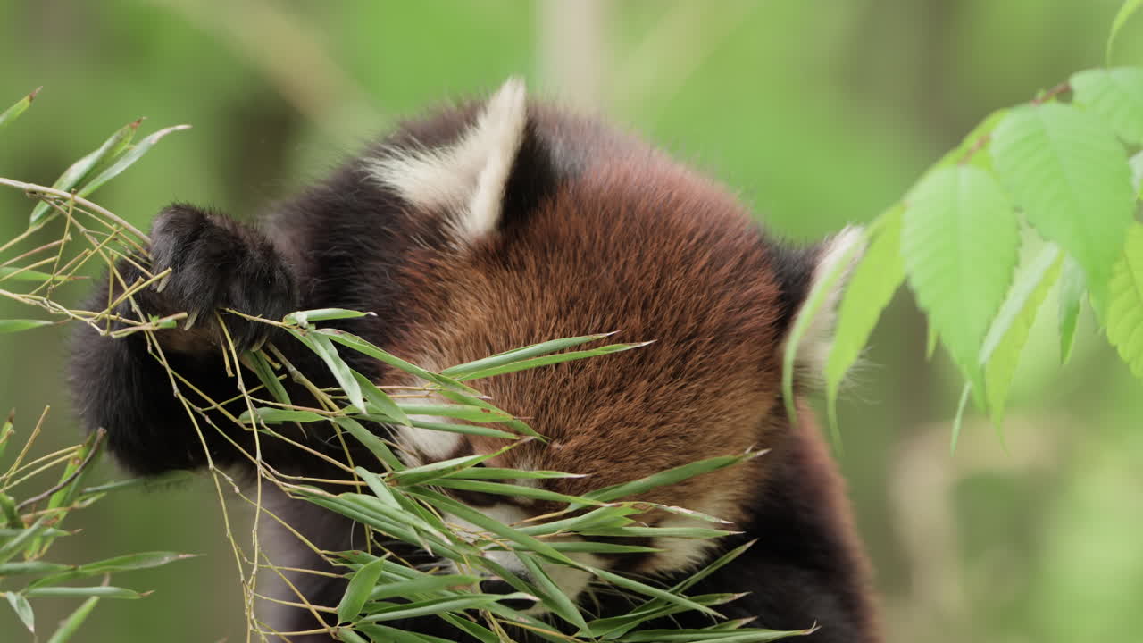primer plano de la cara de un lindo panda rojo comiendo hojas de bambú en cámara lenta