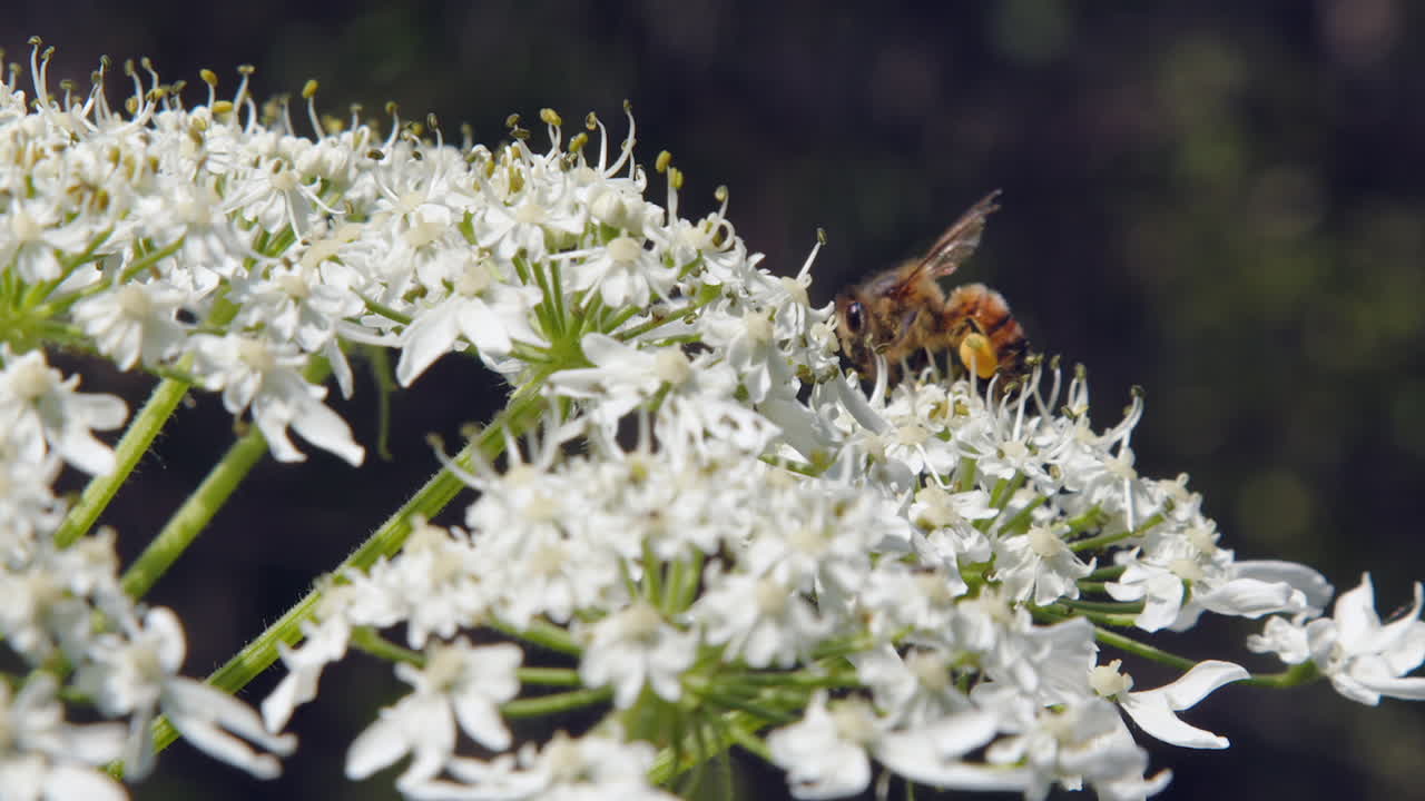 Closeup bee with yellow pollen on legs looks for nectar on white flower