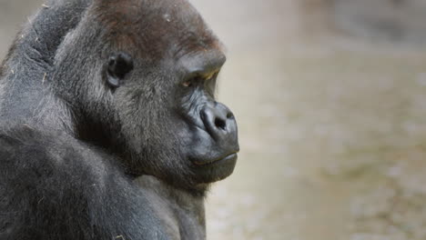 portrait of a formidable male gorilla, strength and power of the animal