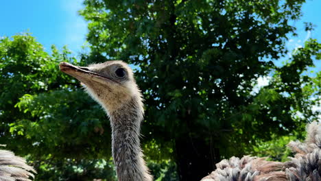 ostrich close-up in bright daylight. an ostrich stands prominently with its long neck extended against a backdrop of green foliage in bright daylight