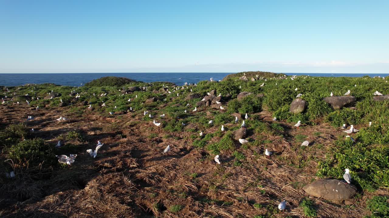 Seagull Colony on Coastal Island