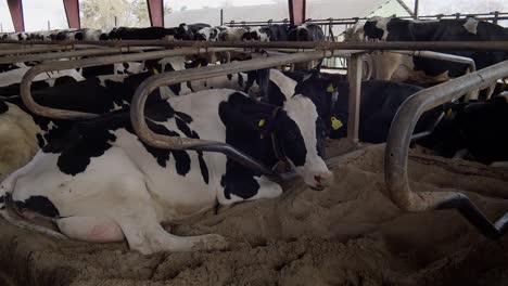 Granero-Moderno-Con-Vacas-Lecheras-Comiendo-Vacas-De-Heno-En-El-Establo,-Alimentación-De-Terneros-En-La-Granja,-Industria-Agrícola