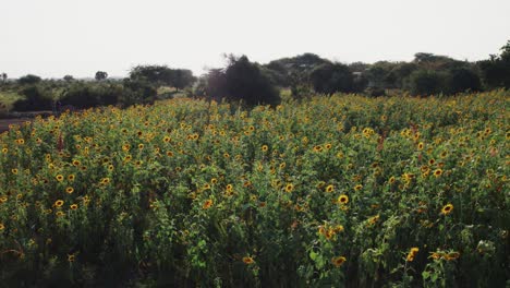 Sonnenblumenfarm-Bei-Sonnenuntergang-Mit-üppigen-Grünen-Blättern-Auf-Einem-Bauernhof-In-Afrika