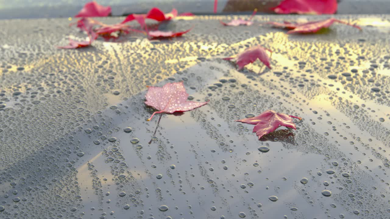 después de una lluvia de otoño - hermosas hojas de otoño, acostado en un coche limpio - panorámica y inclinación de la cámara