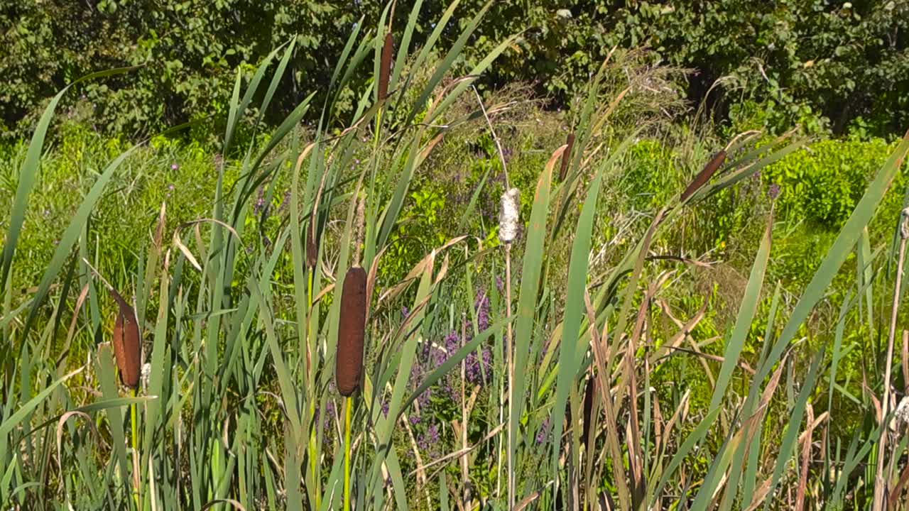 Gorgeous cattail or bulrush brown stick like flowers or plants moving in windy day at a grassy field with a forest in the background during a sunny summer day. Flowers and green leaves visible at back
