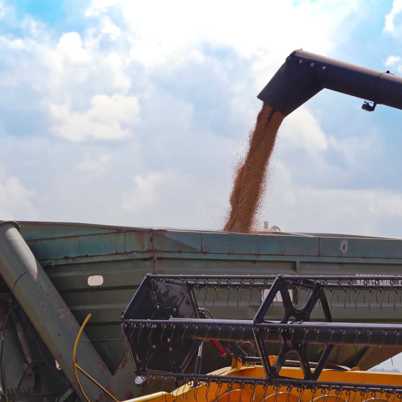 Agricultural machinery during gathering crops. Ripe grains of wheat pouring into the special machine. Close-up process. Agronomy concept.