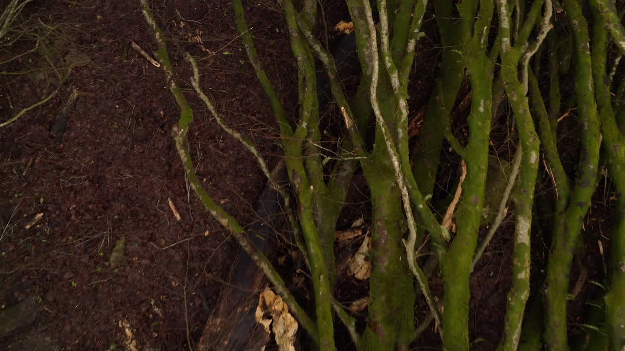 Felled tree trunks and storm debris scattered across a wooded area, drone top down descends on cracked mossy branches